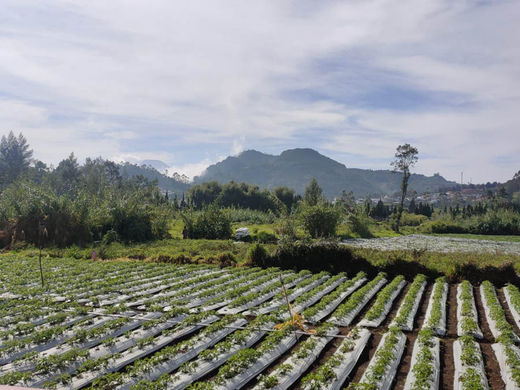 Panca Cabin Dieng 1