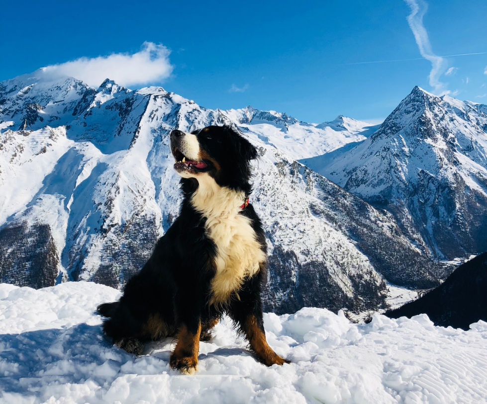 A white mountain after snowing and a black dog