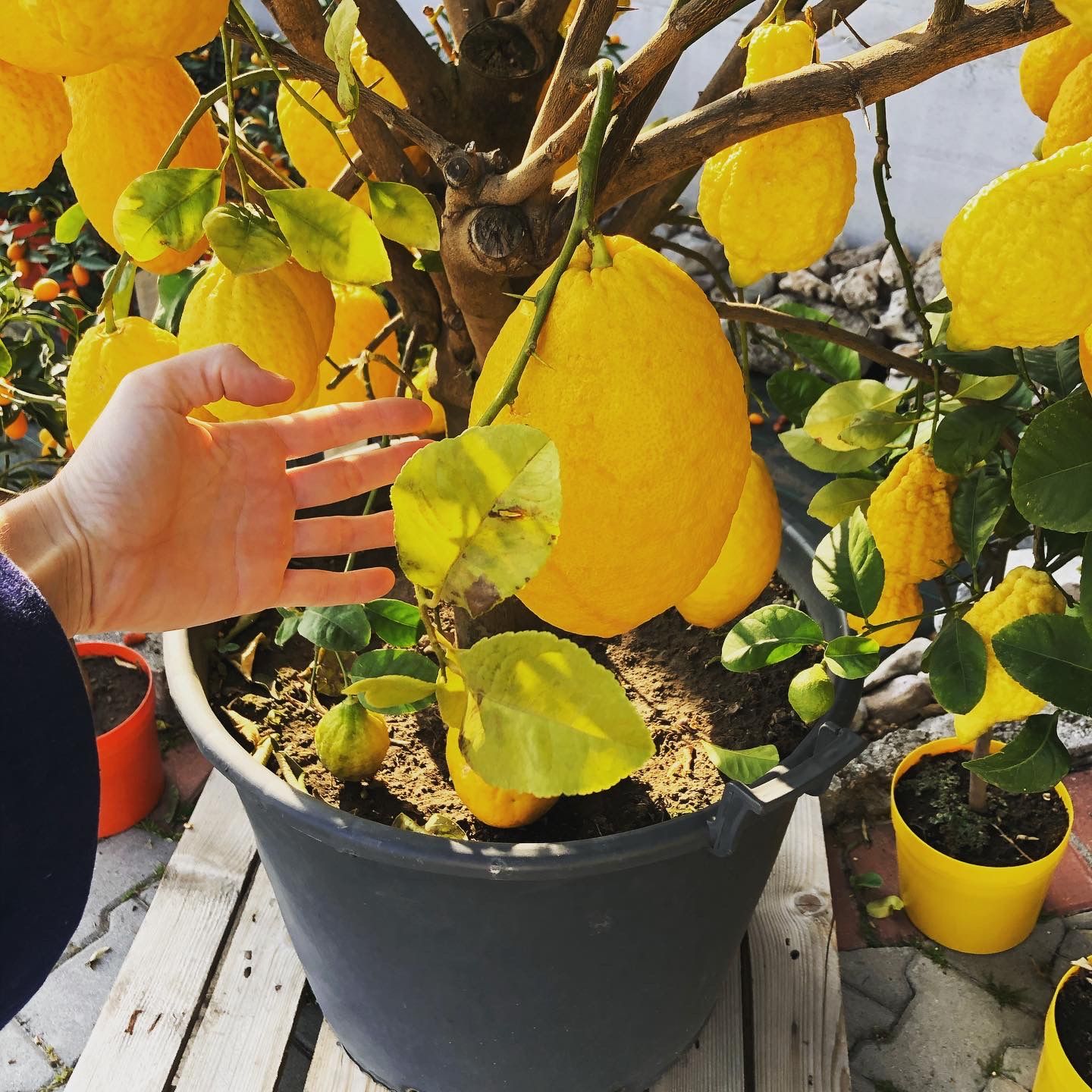 A lemon plant in Limone del Garda