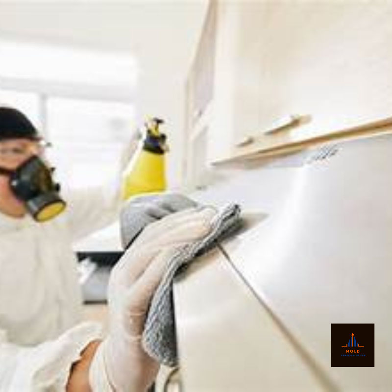 FAQS about Mold Remediation Services in Marquez, TX