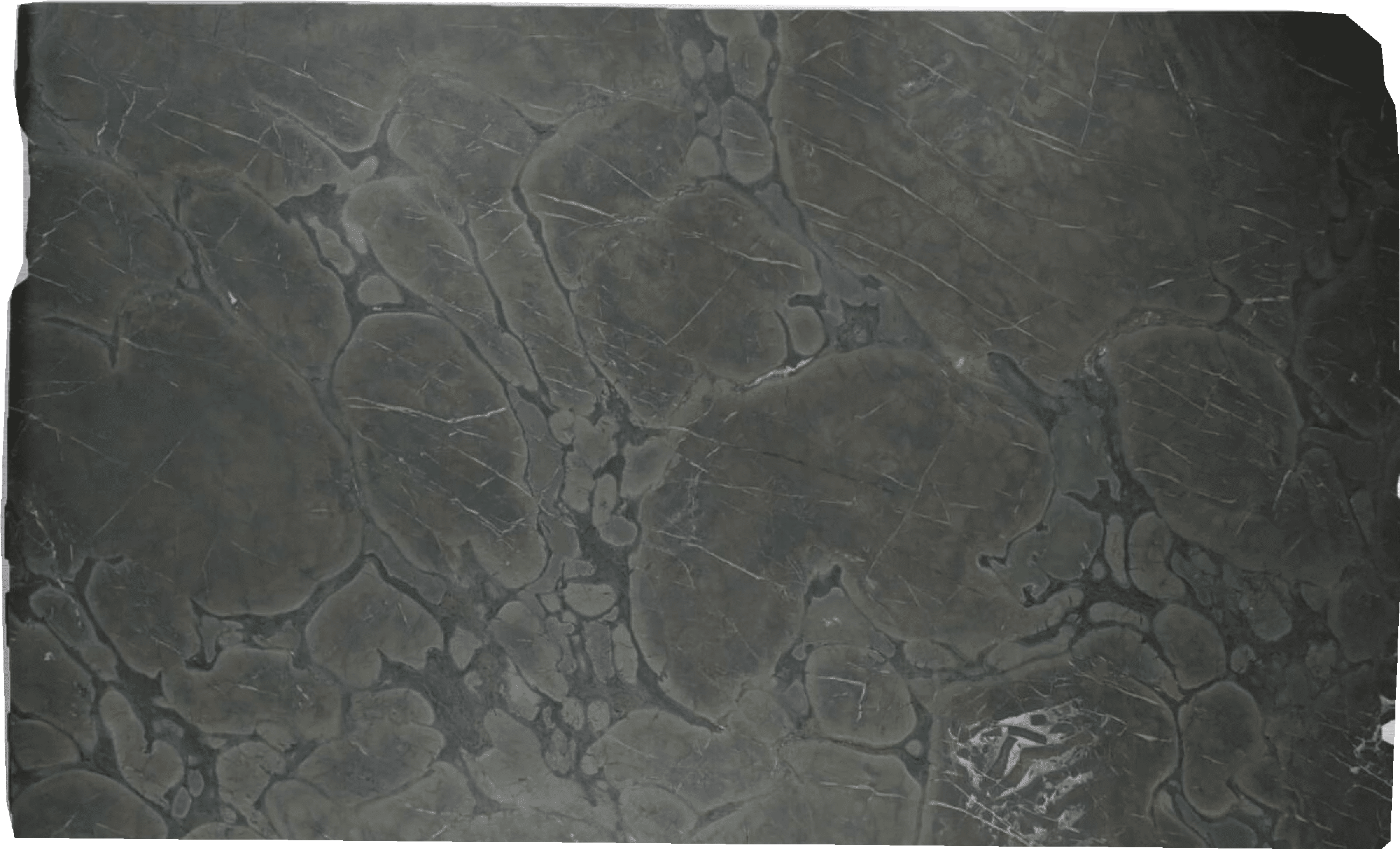 Vitoria Regia Quartzite Slabs Wholesaler Green - 6495