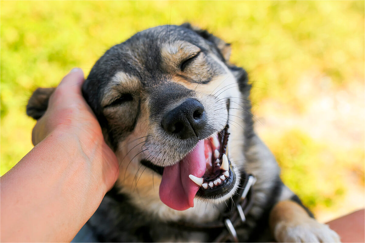 Featured image for: Voeding en het gebit van je hond