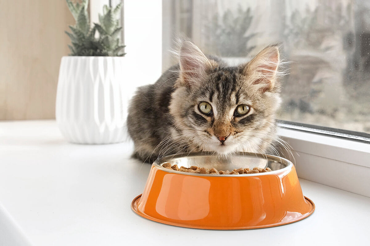 Featured image for: Hoe introduceer je nieuw kattenvoer?
