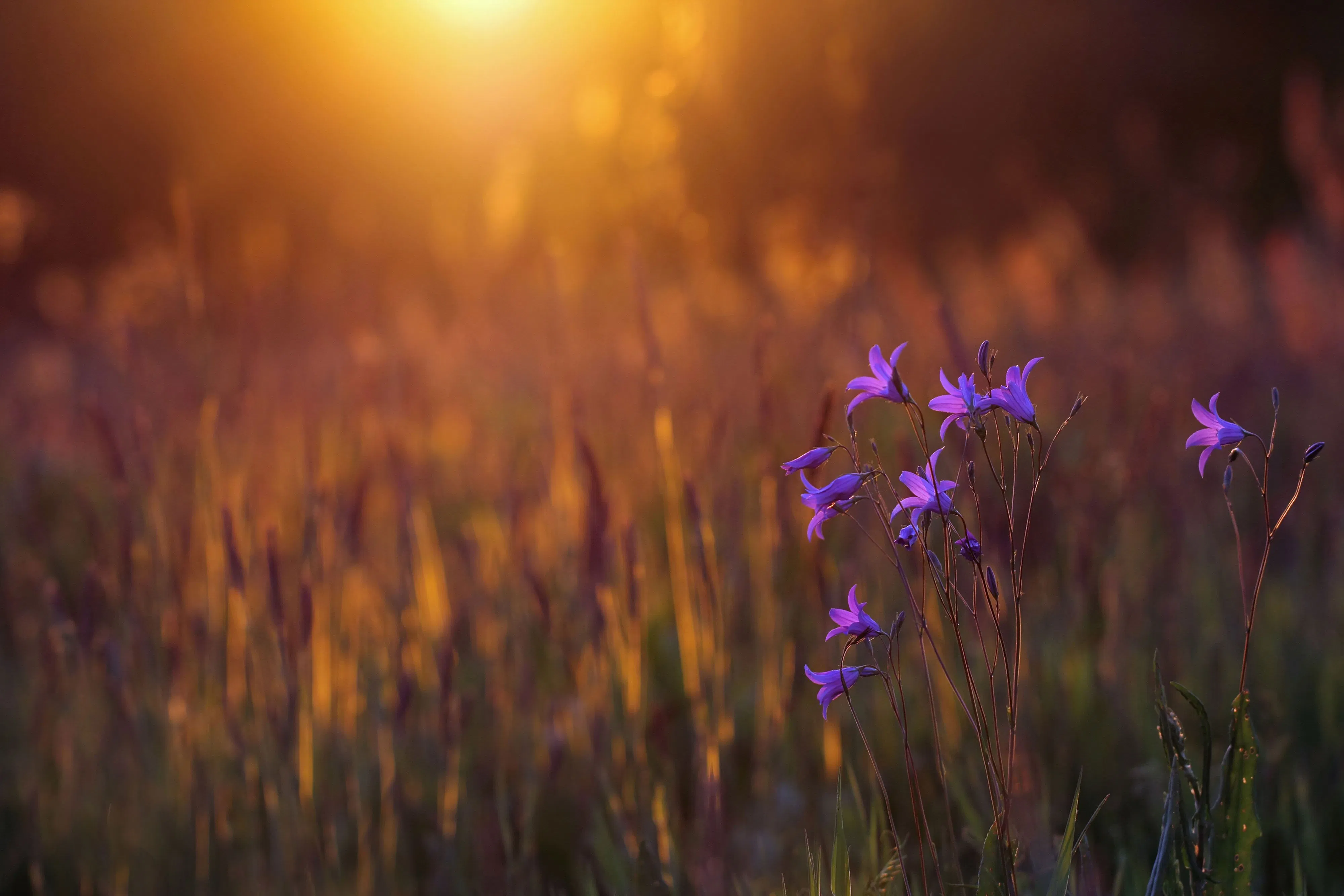 Archive-bluebells-image-v3.jpg