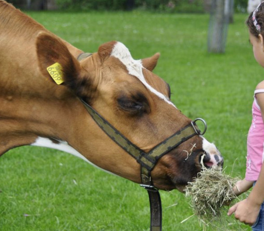 Online dialoog: Mens en dier in coronatijd
