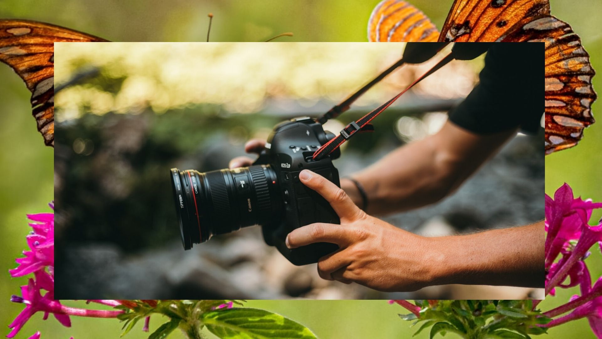 Data Driven Storytelling: Butterflies in the corner and how you can help them