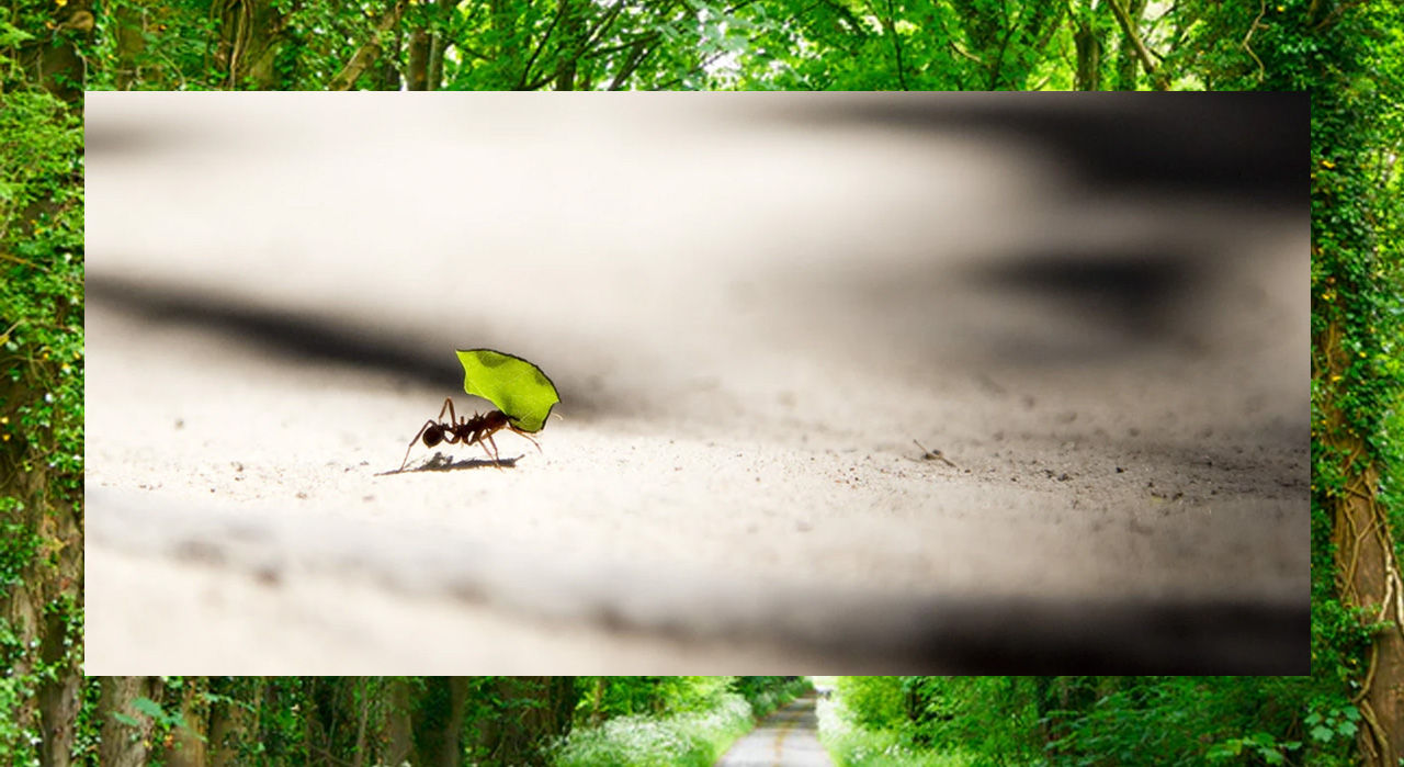 Nature Bits: Developing nature education for career starters