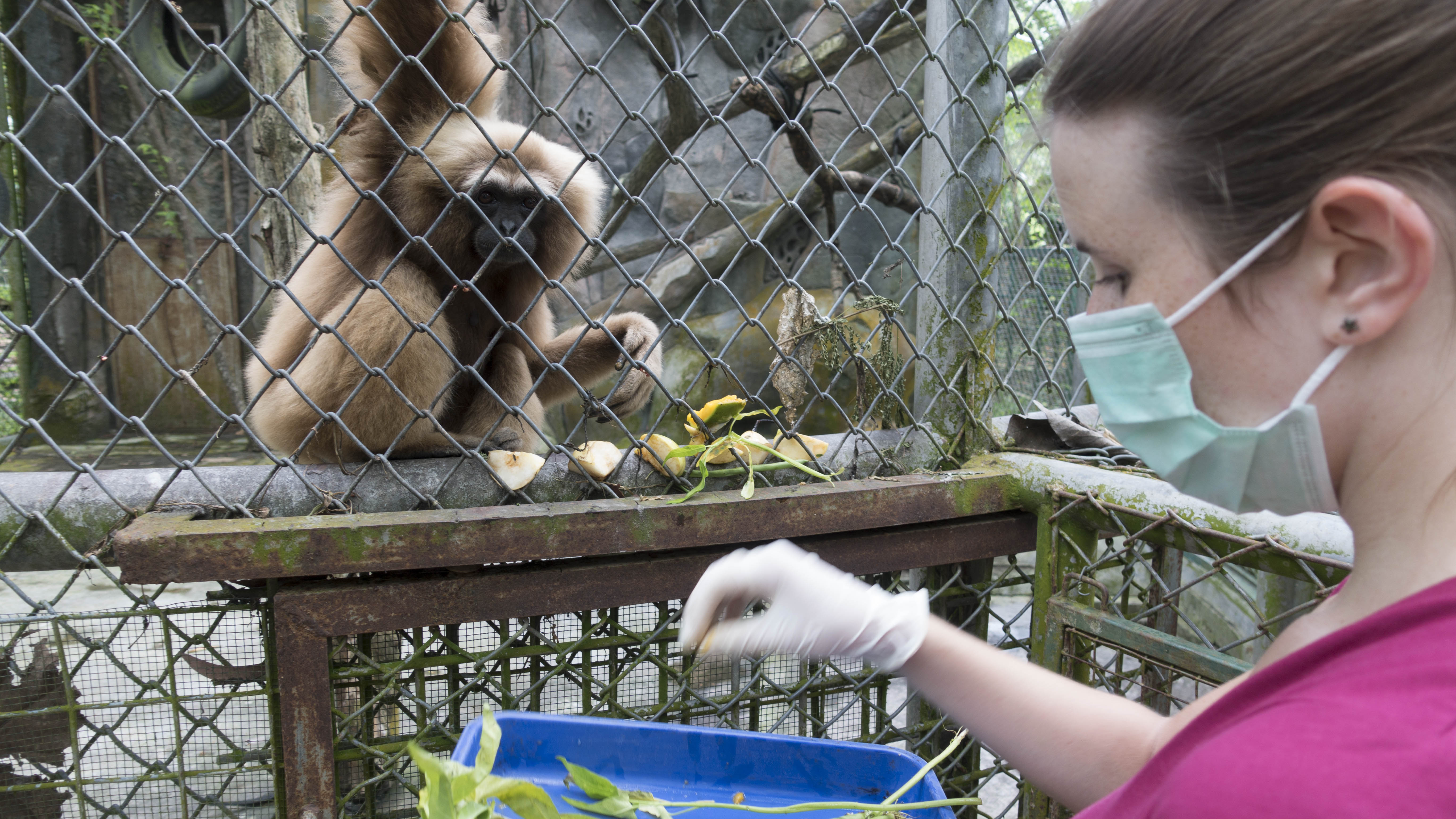 Orangutans and other animals help in Indonesia