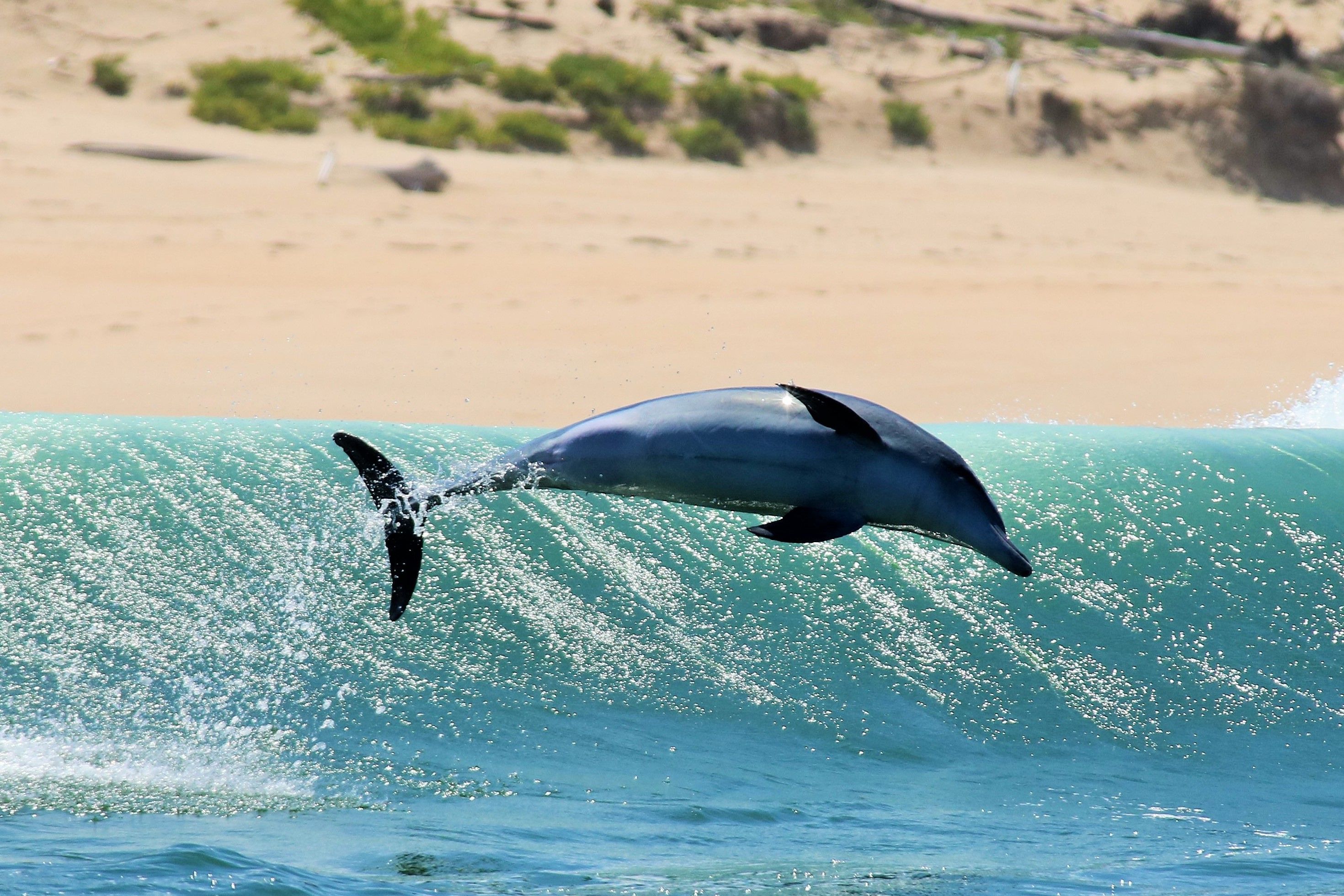 Marine animals such as dolphins and whales help in South Africa