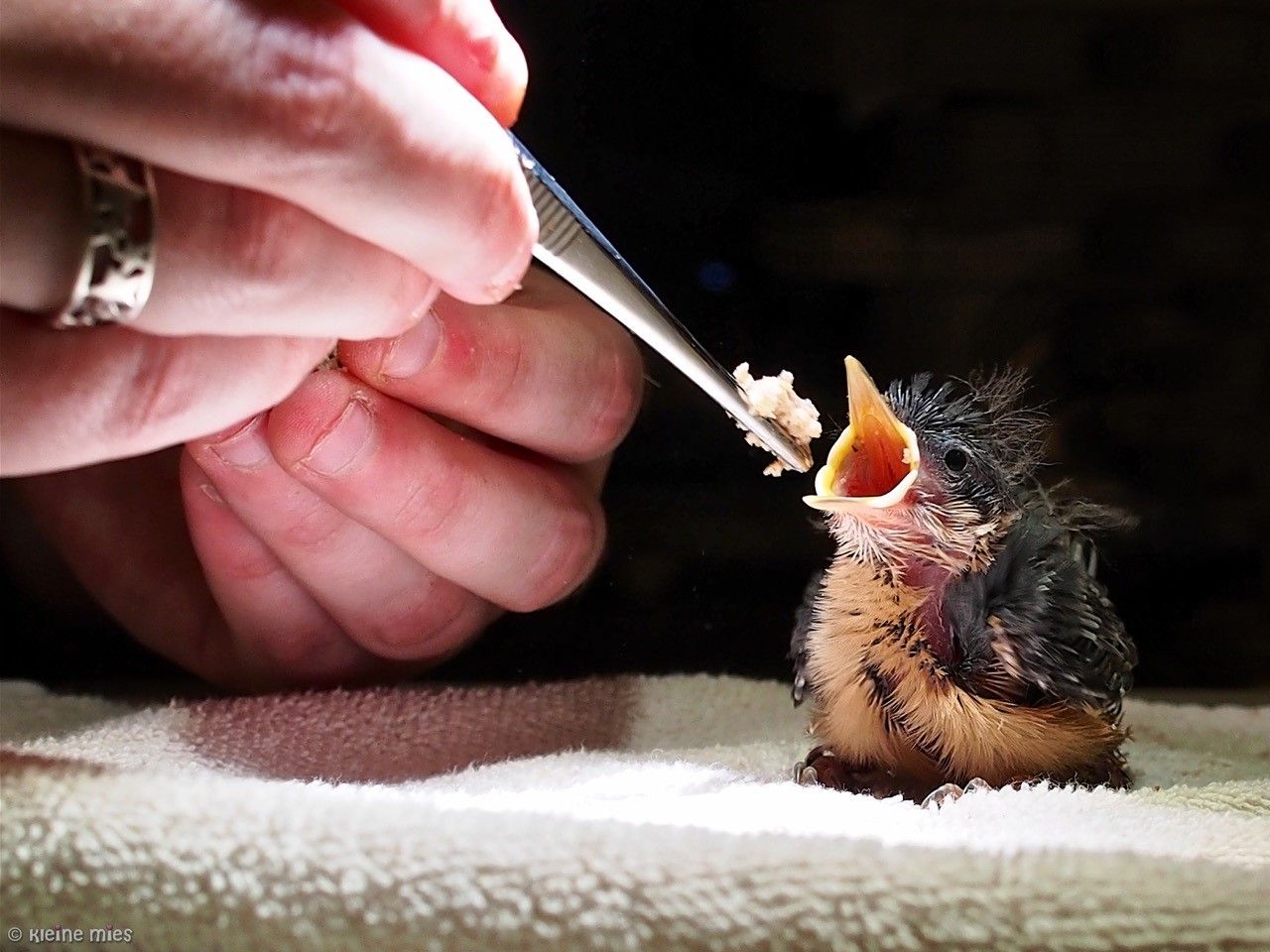 Vrijwilliger bij Vogelhospitaal Naarden