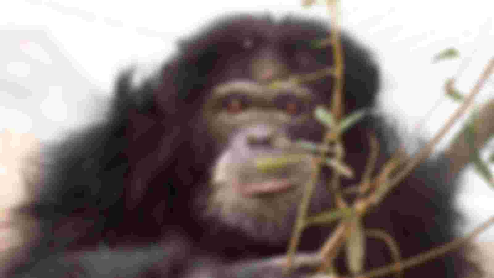 Volunteer animal care AAP