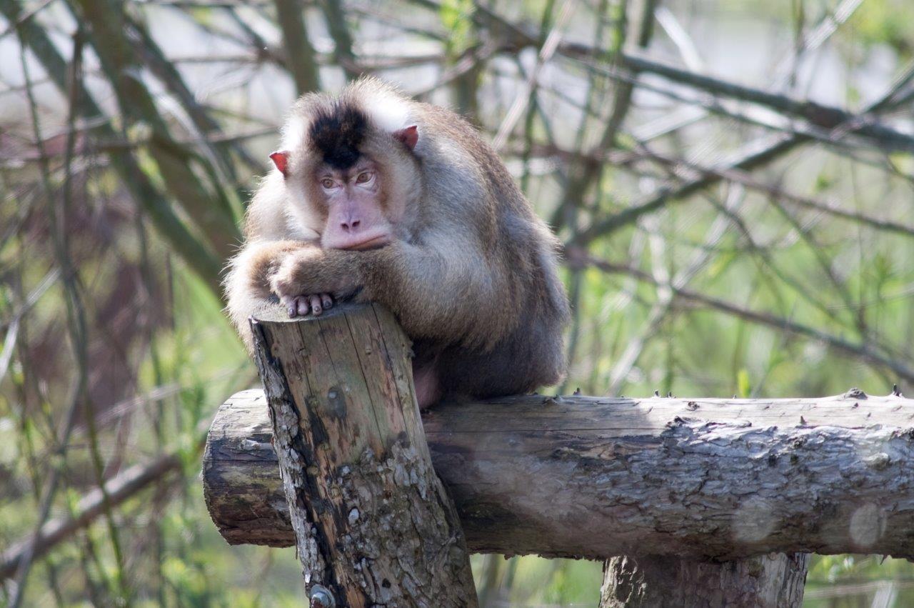 Vrijwilliger Centrale Keuken AAP