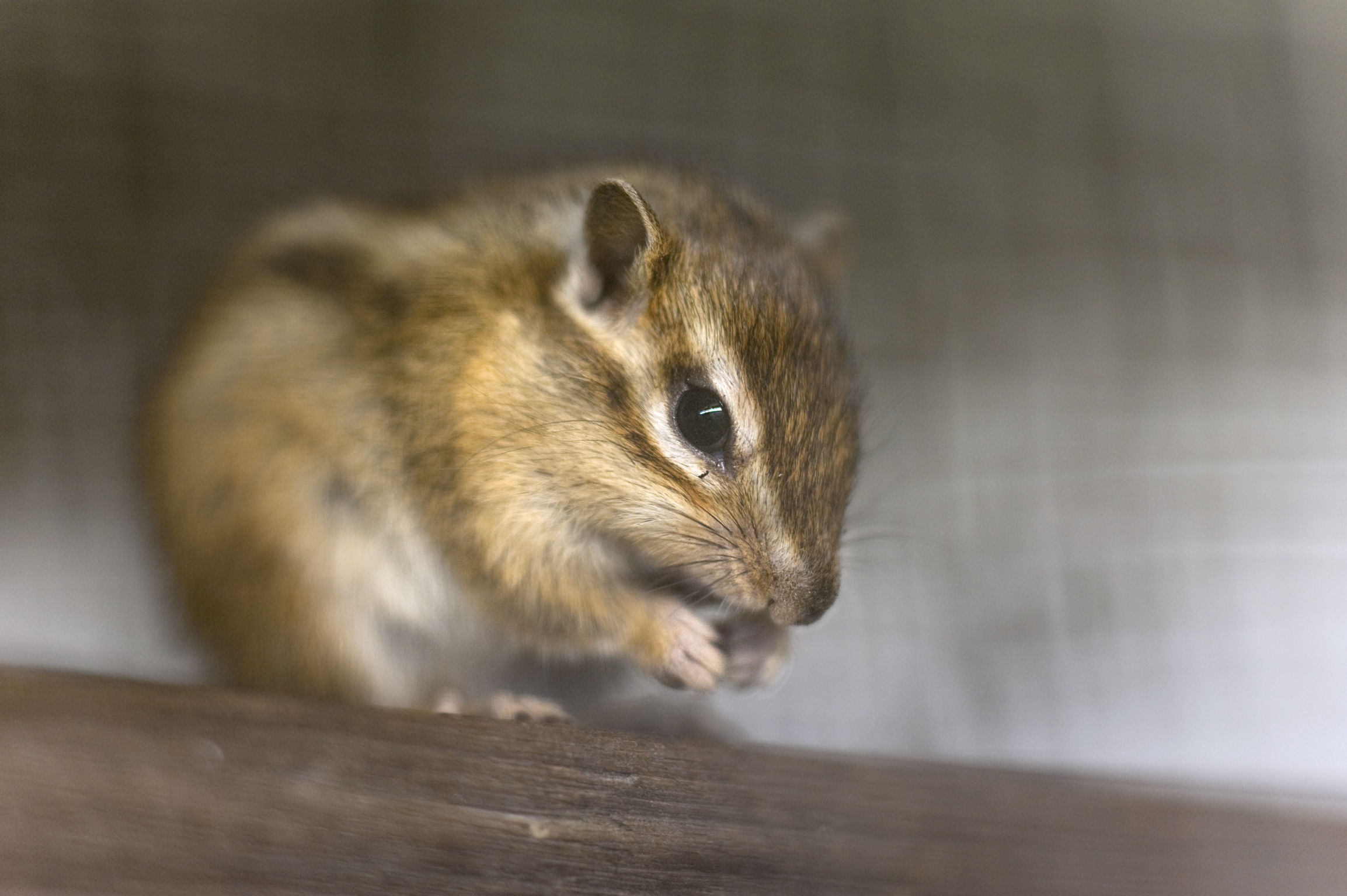 Kerstvrijwilliger bij AAP!