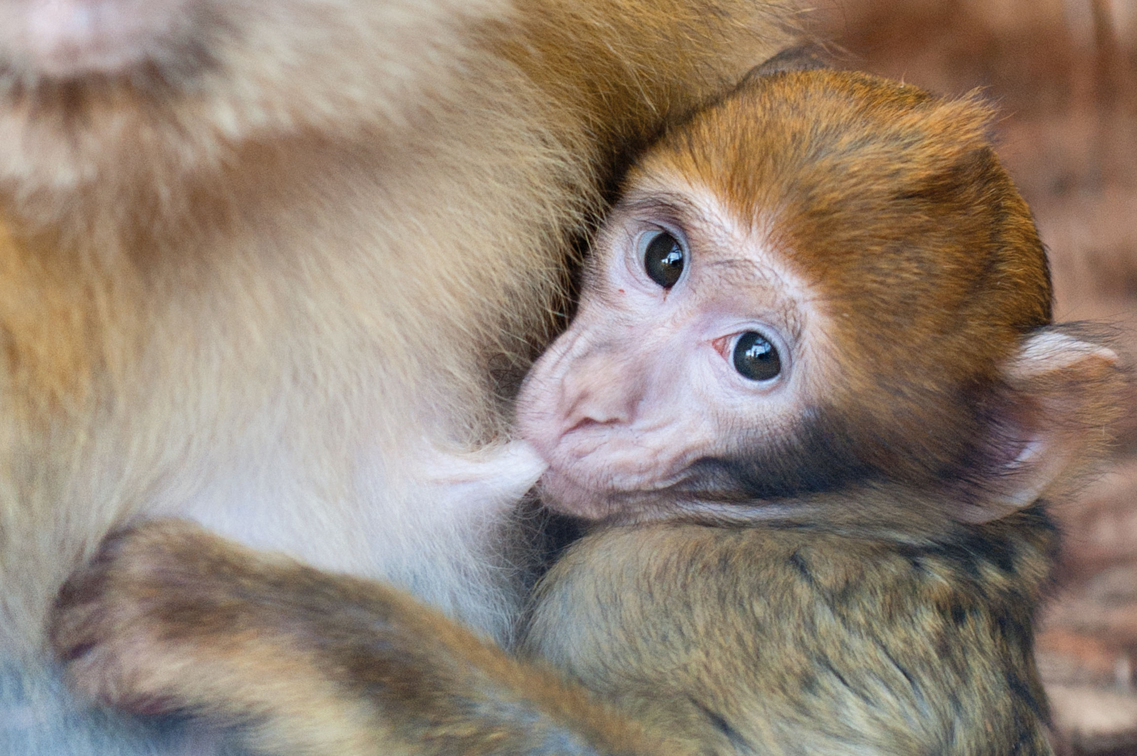 Vrijwilliger Groenvoorziening AAP