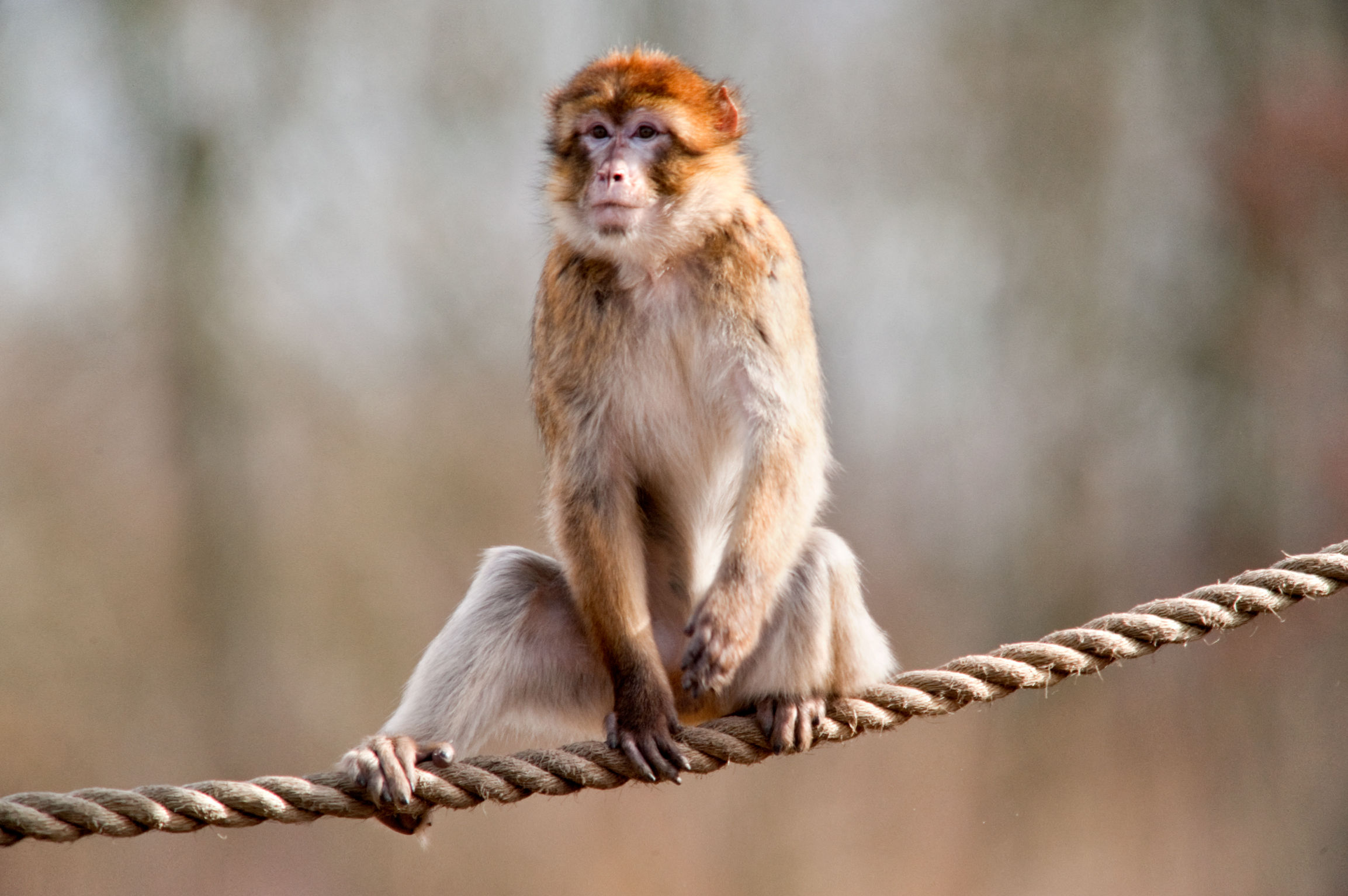 Vrijwilliger kantine AAP