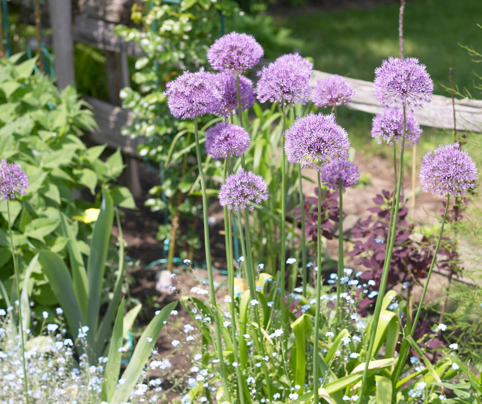 "Liefde" voor kruiden