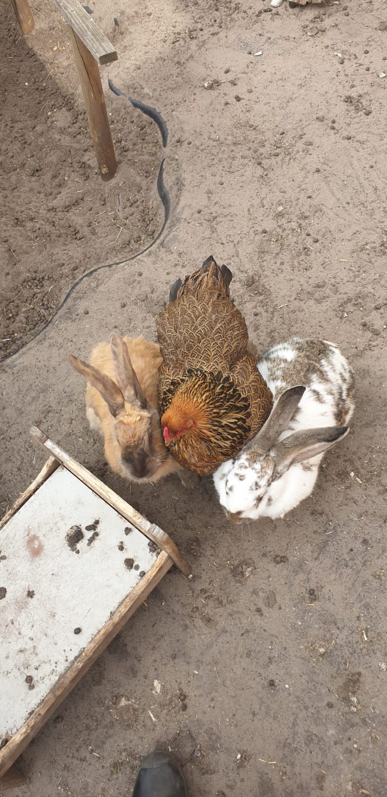 Verzorgen van kippen en konijnen