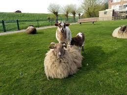 Wil jij graag met dieren werken? Kom bij deze leuke kinderboerderij!