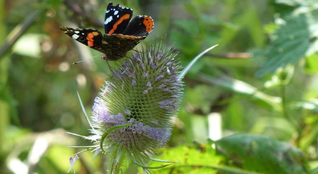 Kom jij het bestuur van het IVN versterken? 