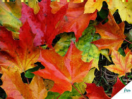 Dit past natuur-lijk precies bij u! Tuinhulp