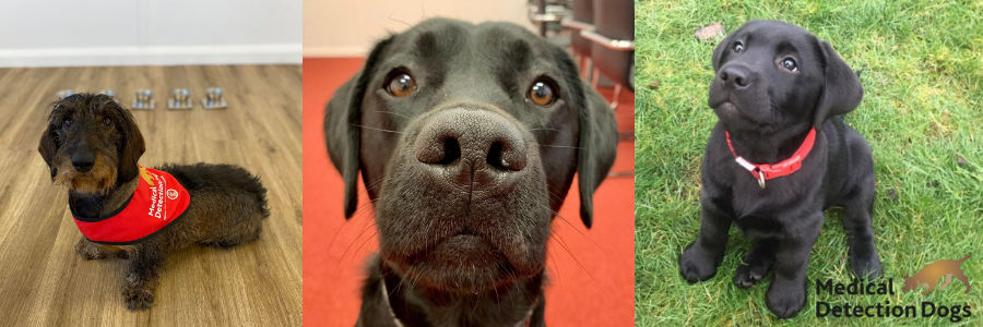 Events & Fundraising Volunteer