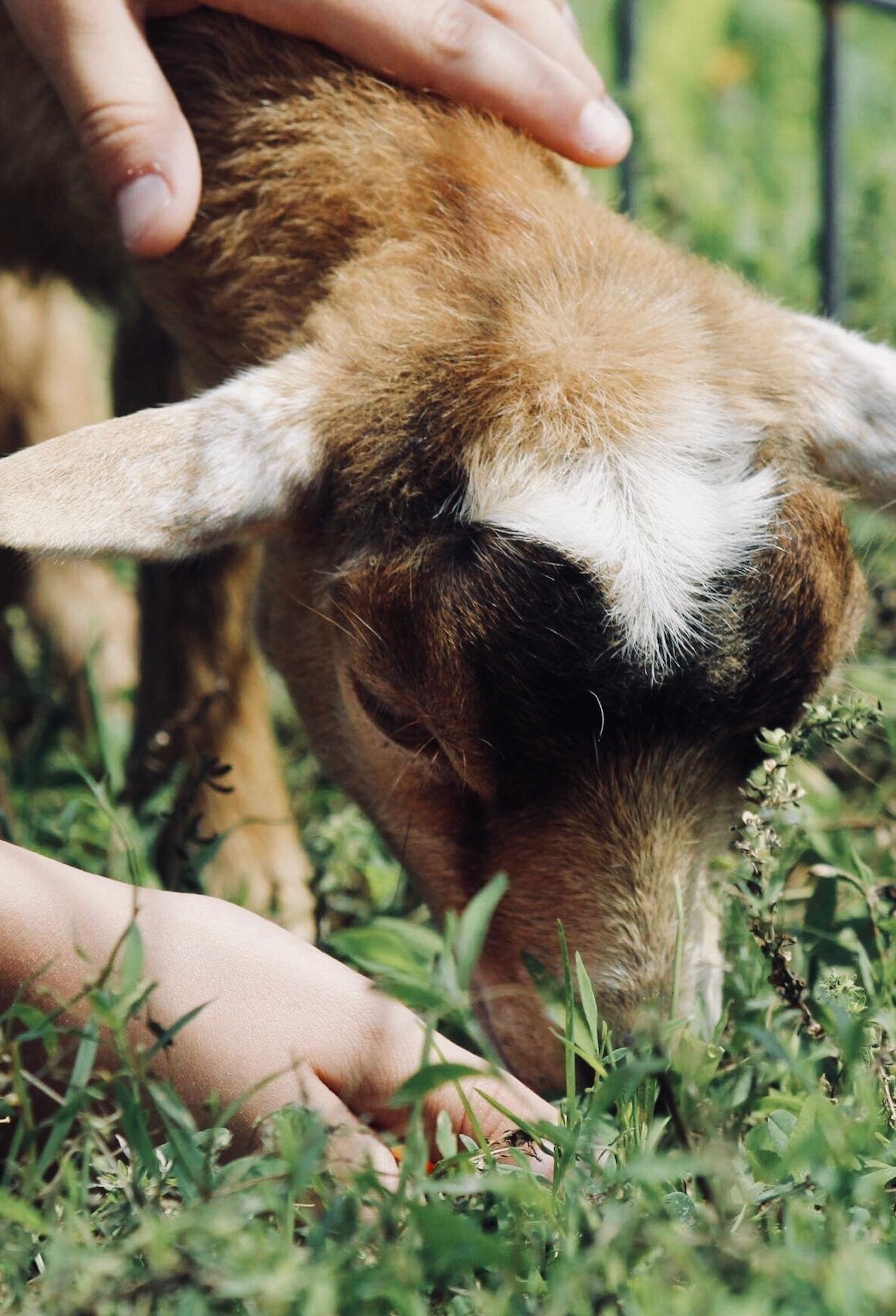  Dierenverzorger en gastheer/vrouw