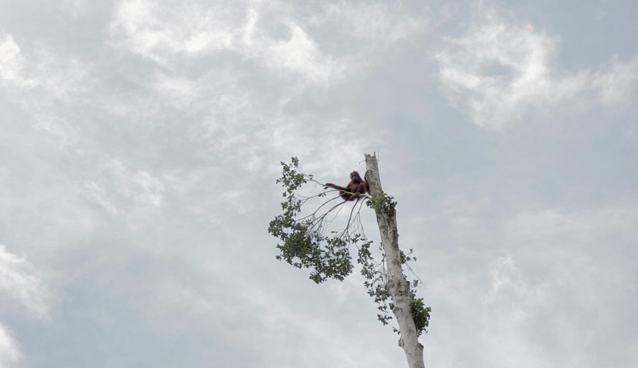 A Life On Our Planet: Filmdiscussie met Thomas Oudman (redacteur Correspondent)
