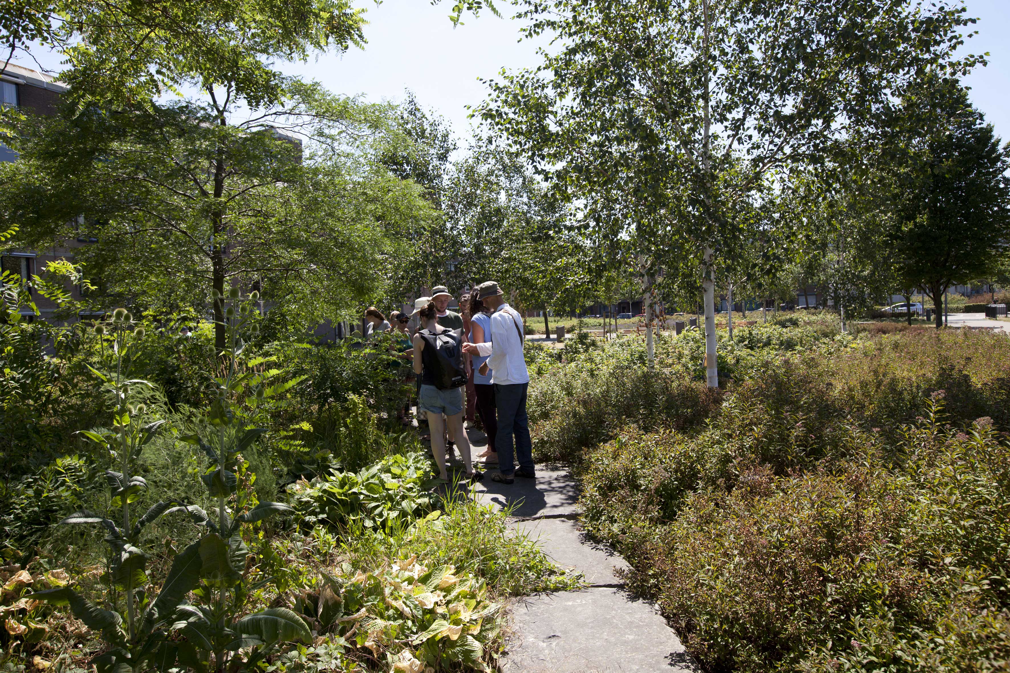 FULL! Organize the very first Rotterdam Food Forest Festival!