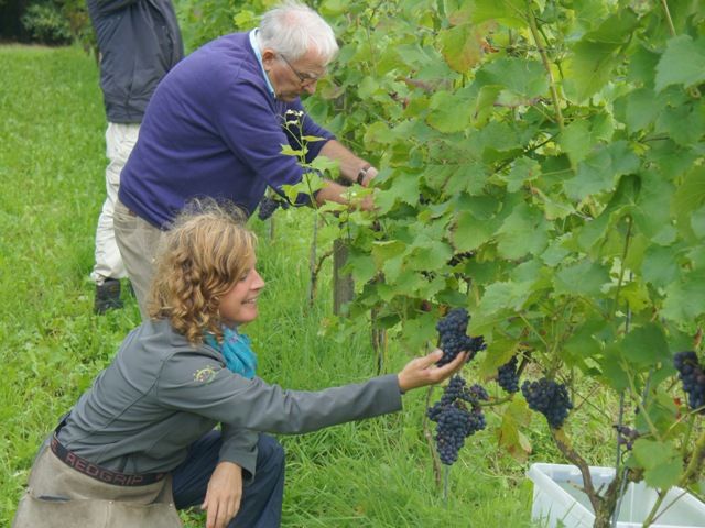  Vrijwilliger wijngaard bij de teelt