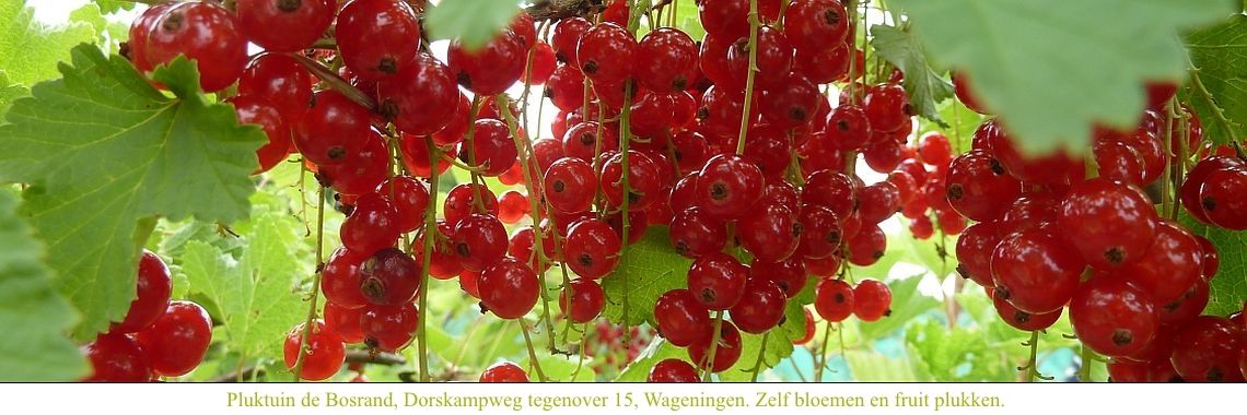 Gardener/woman for maintenance of the Pick-your-own garden (year-round)