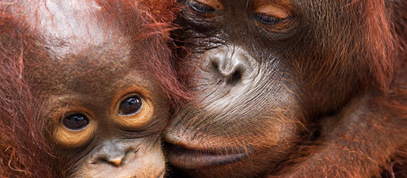  Teamlid Evenementen en Acties