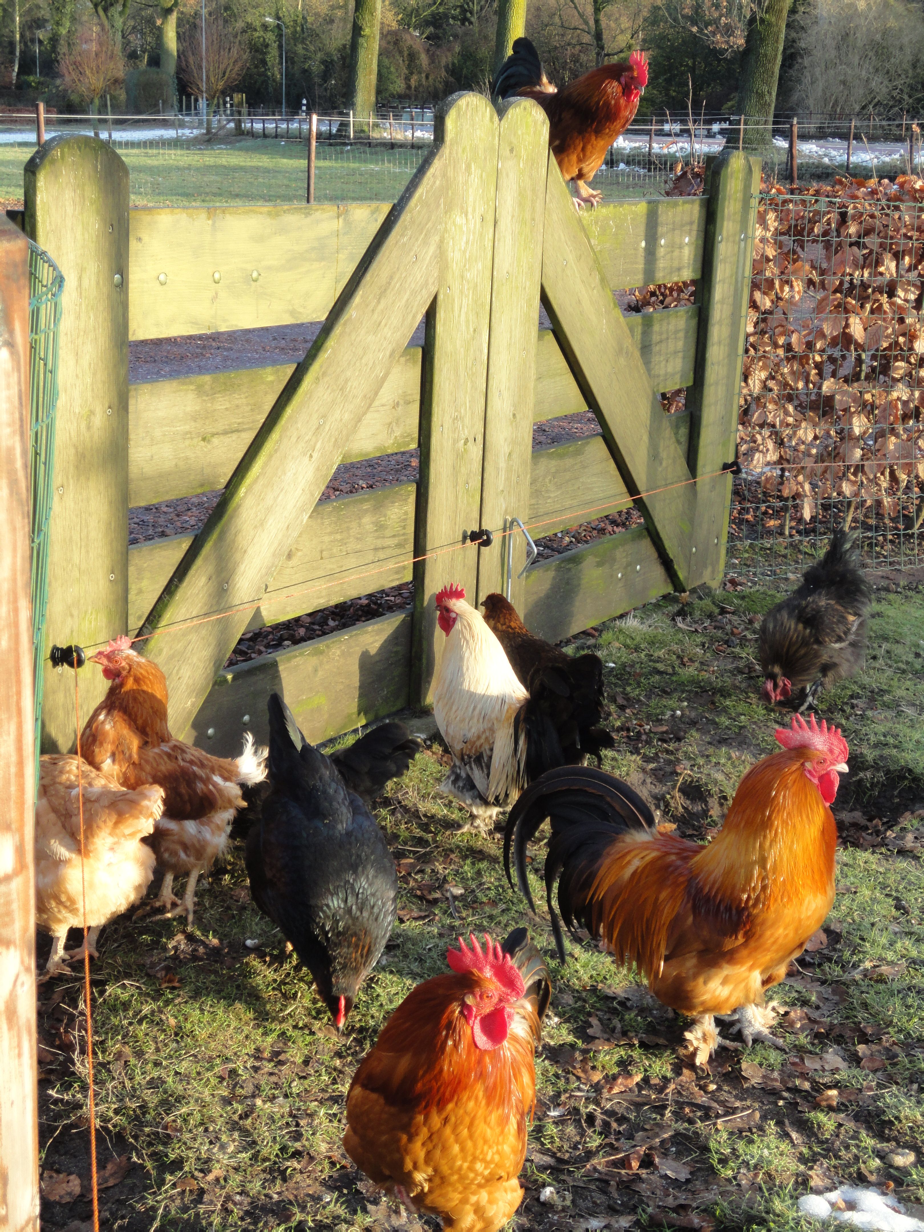  Begeleider dagactivering