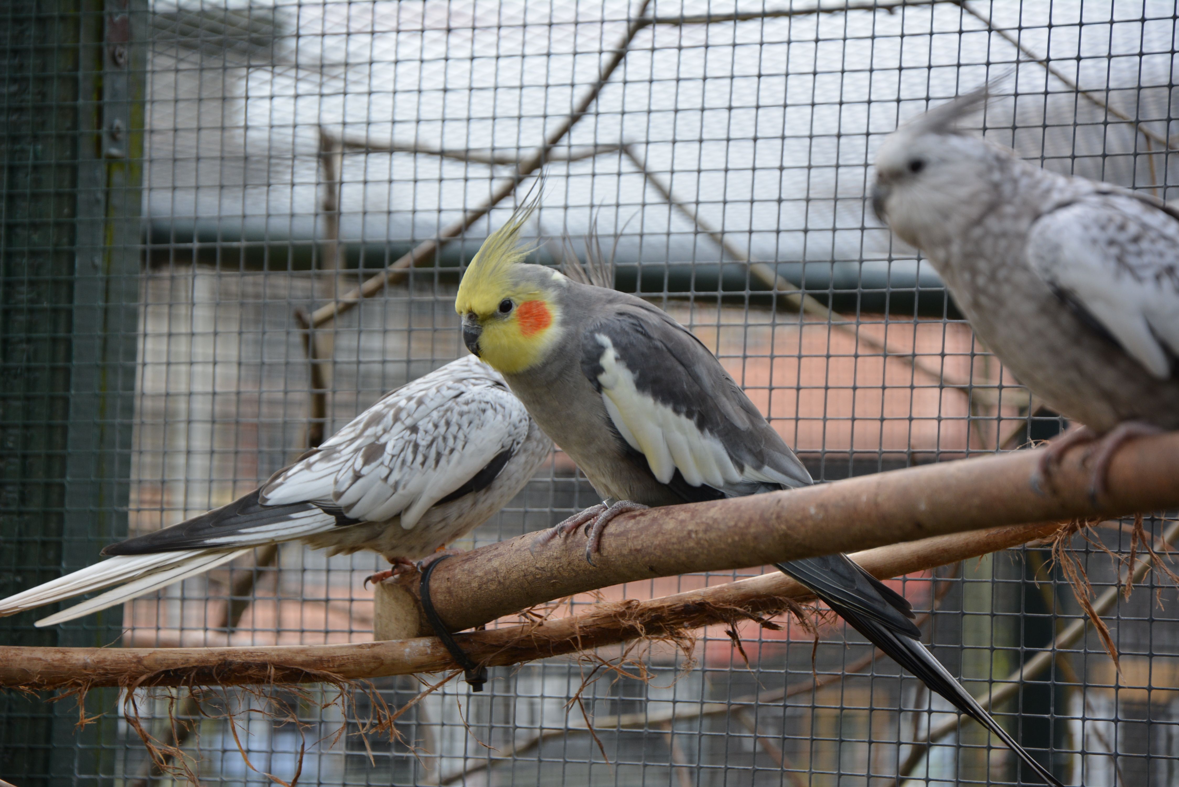 Bird lover wanted for our large aviary