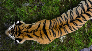 End of Event Tiger Ranger Action 2018