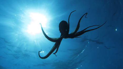 Do you think about the WWF? Brainstorm about a new platform in development