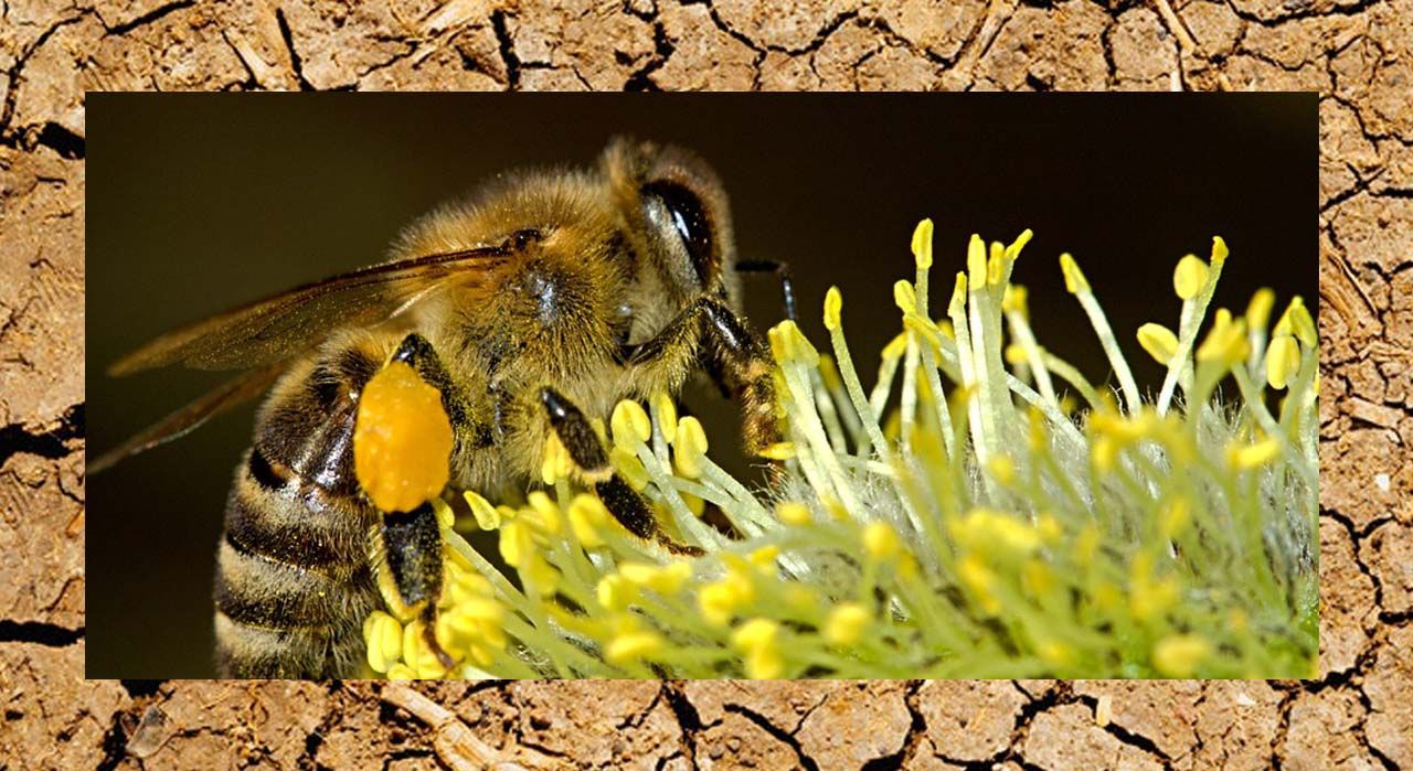 Greenteam from the north