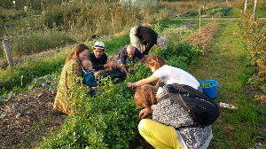Vegetable garden volunteers