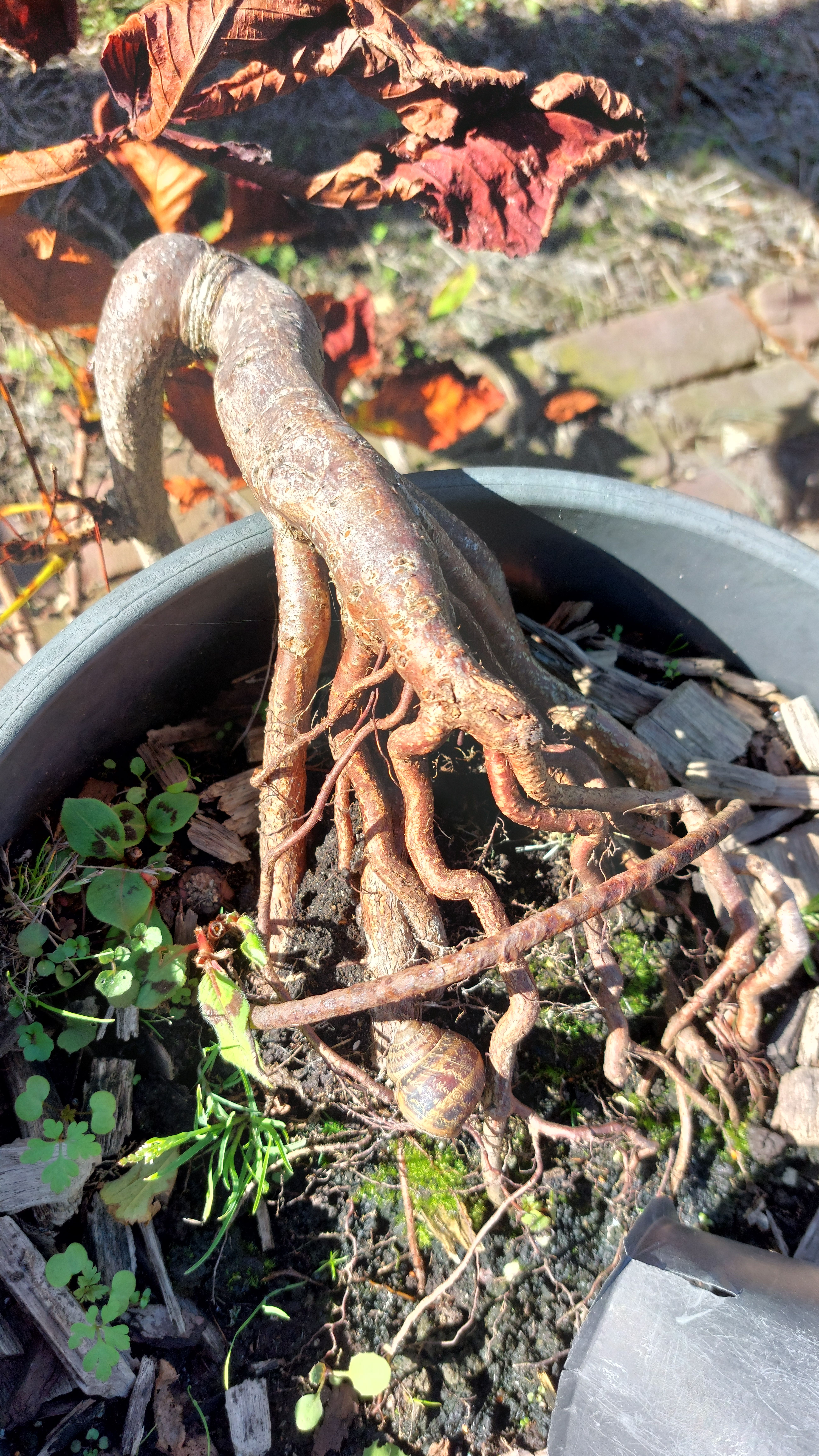 bonsai boompjes fotograferen