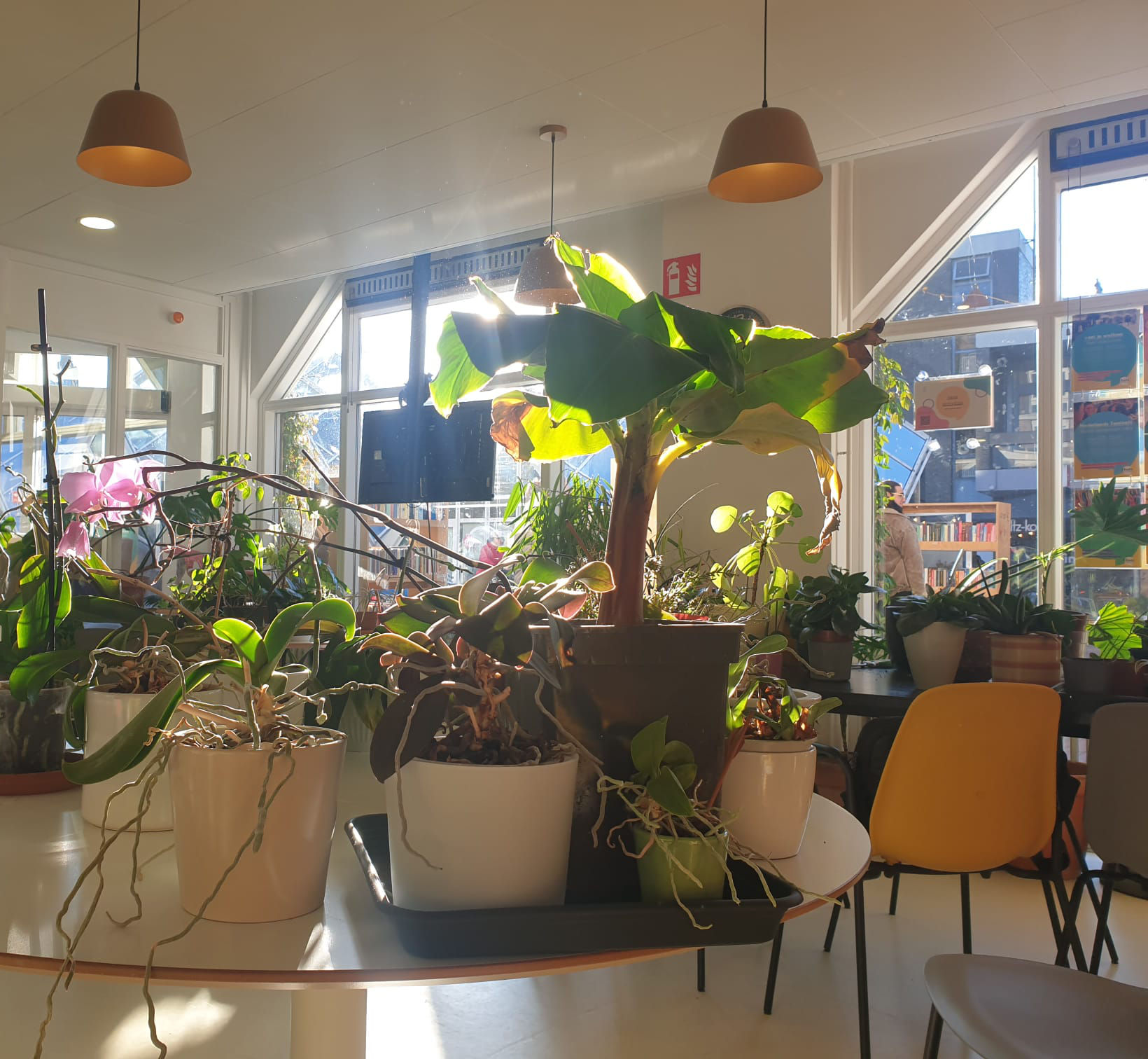 Volunteer Plant Shelter