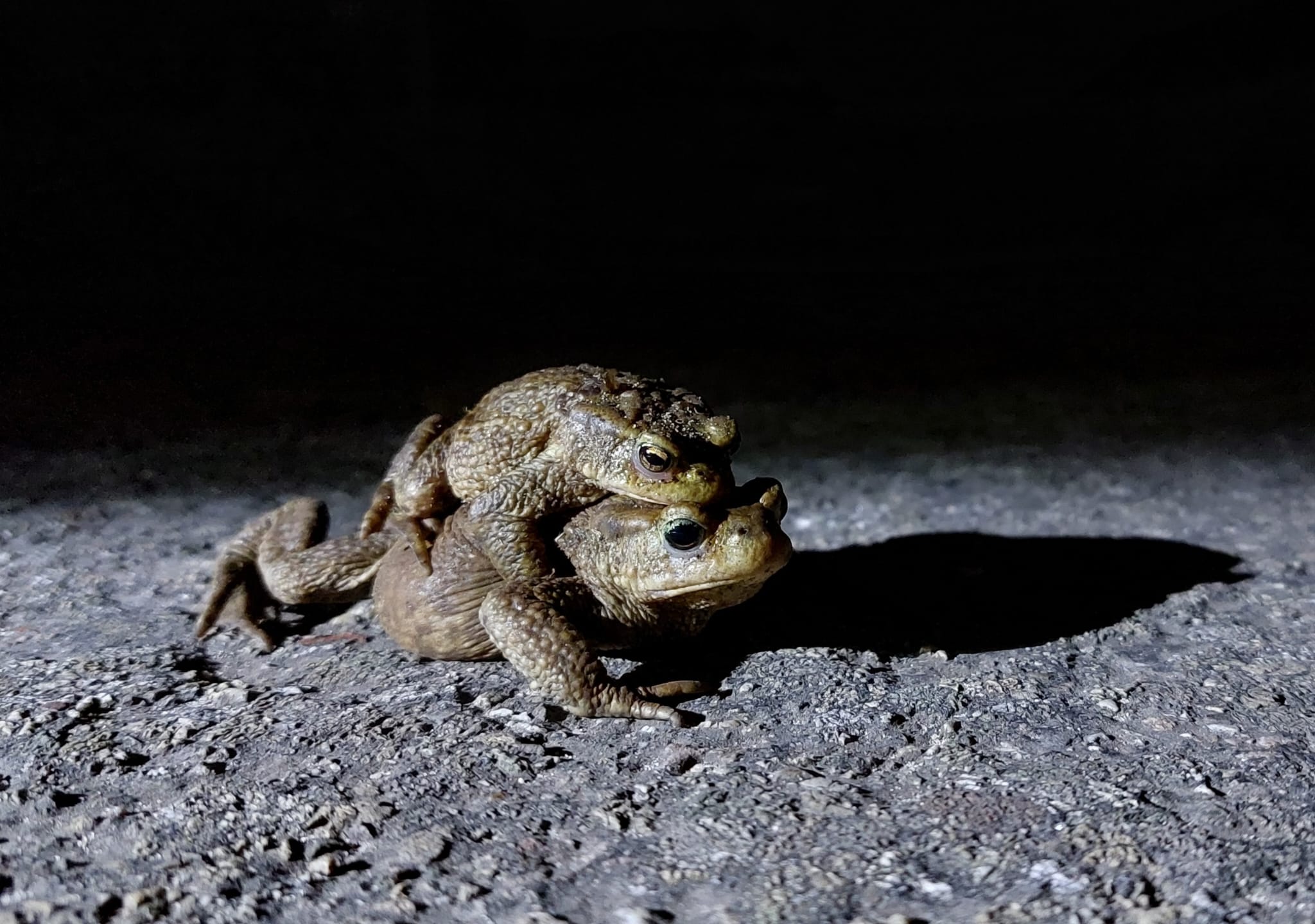 Coördinator paddentrek Loosduinen