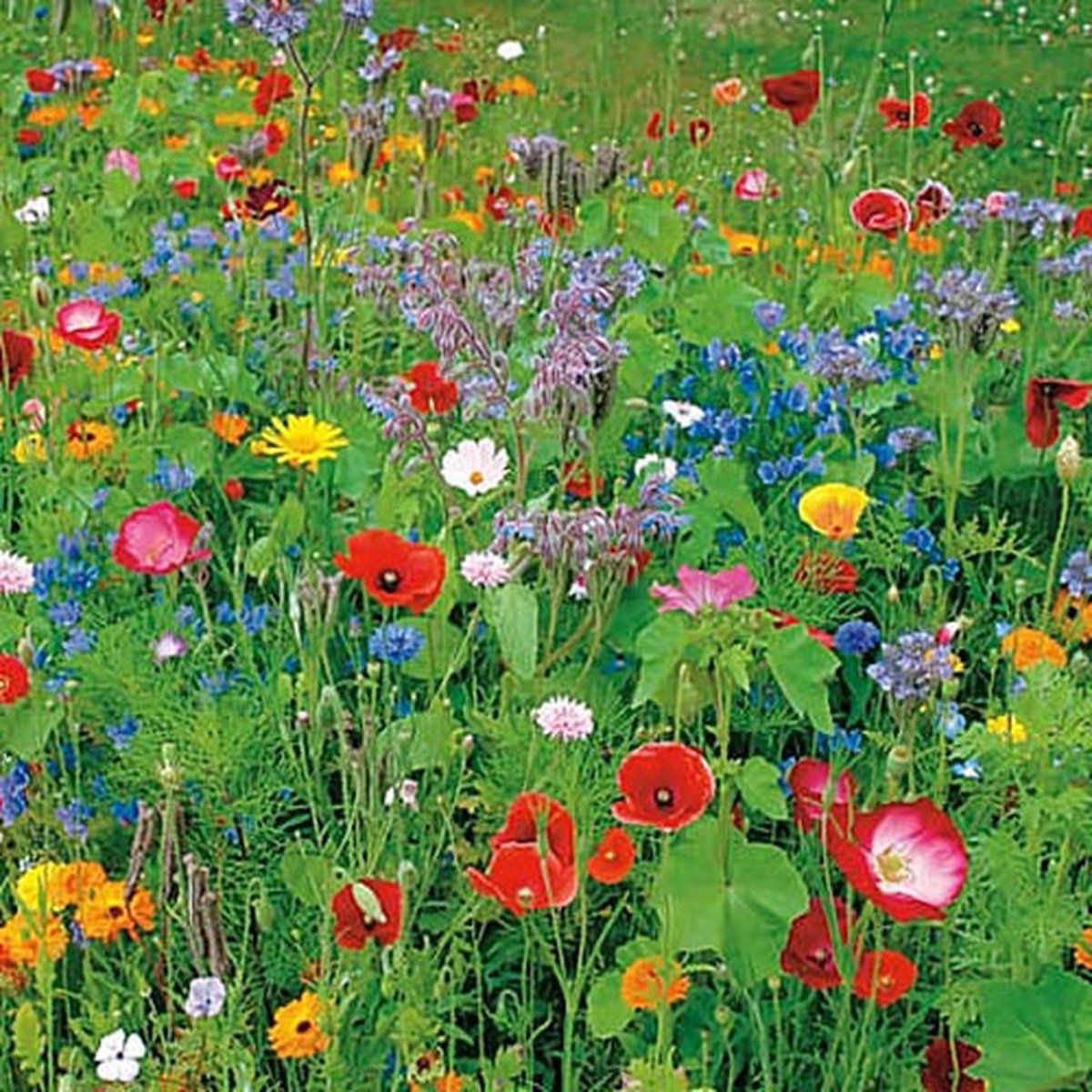 Groene Vingers gezocht