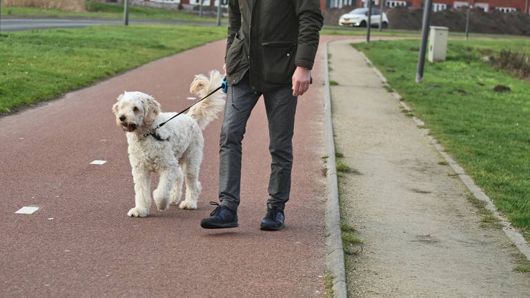 Neem jij Monique mee wandelen met de hond?