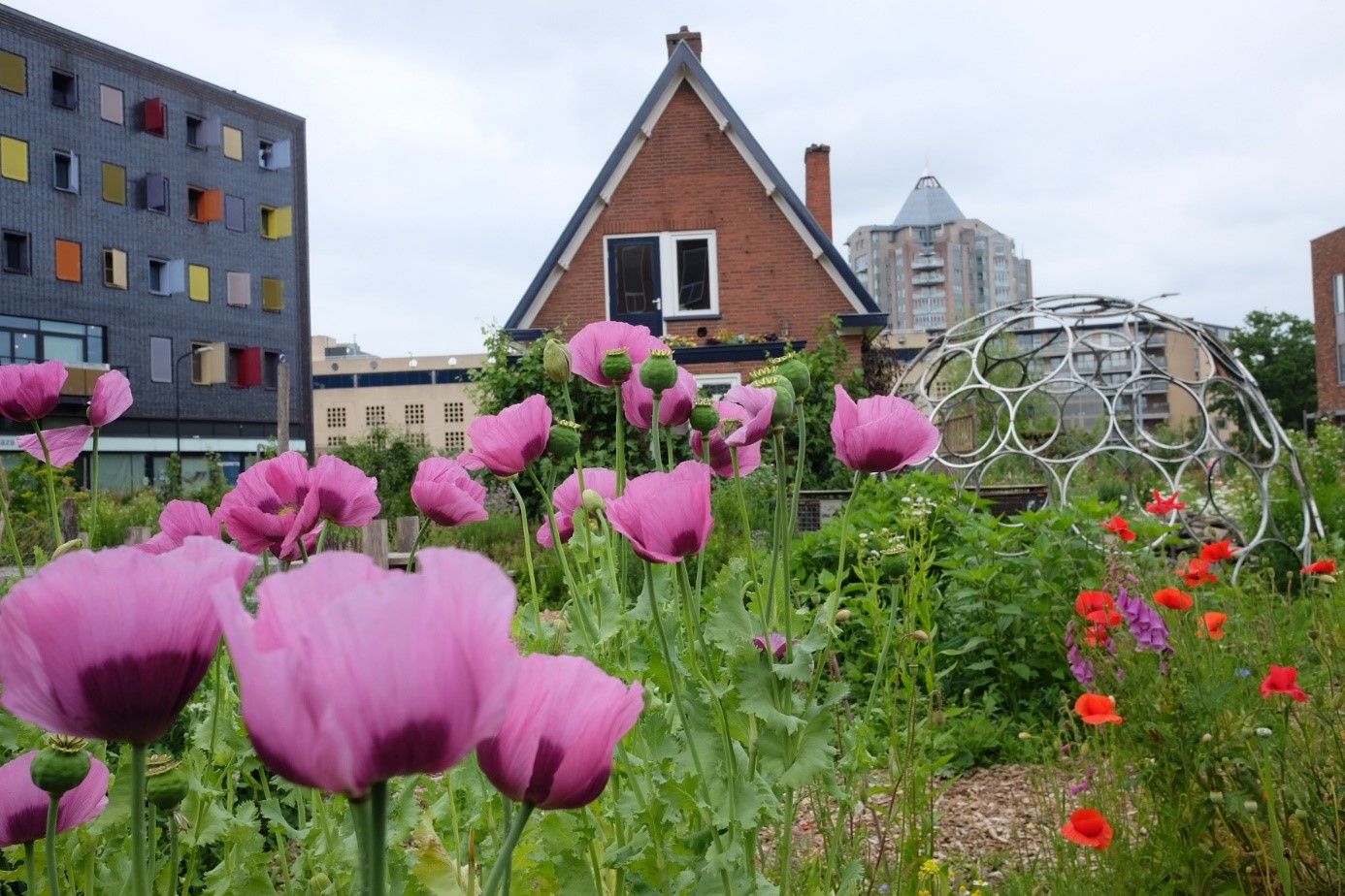 Moestuinders in Stadsmoestuin Havenpark