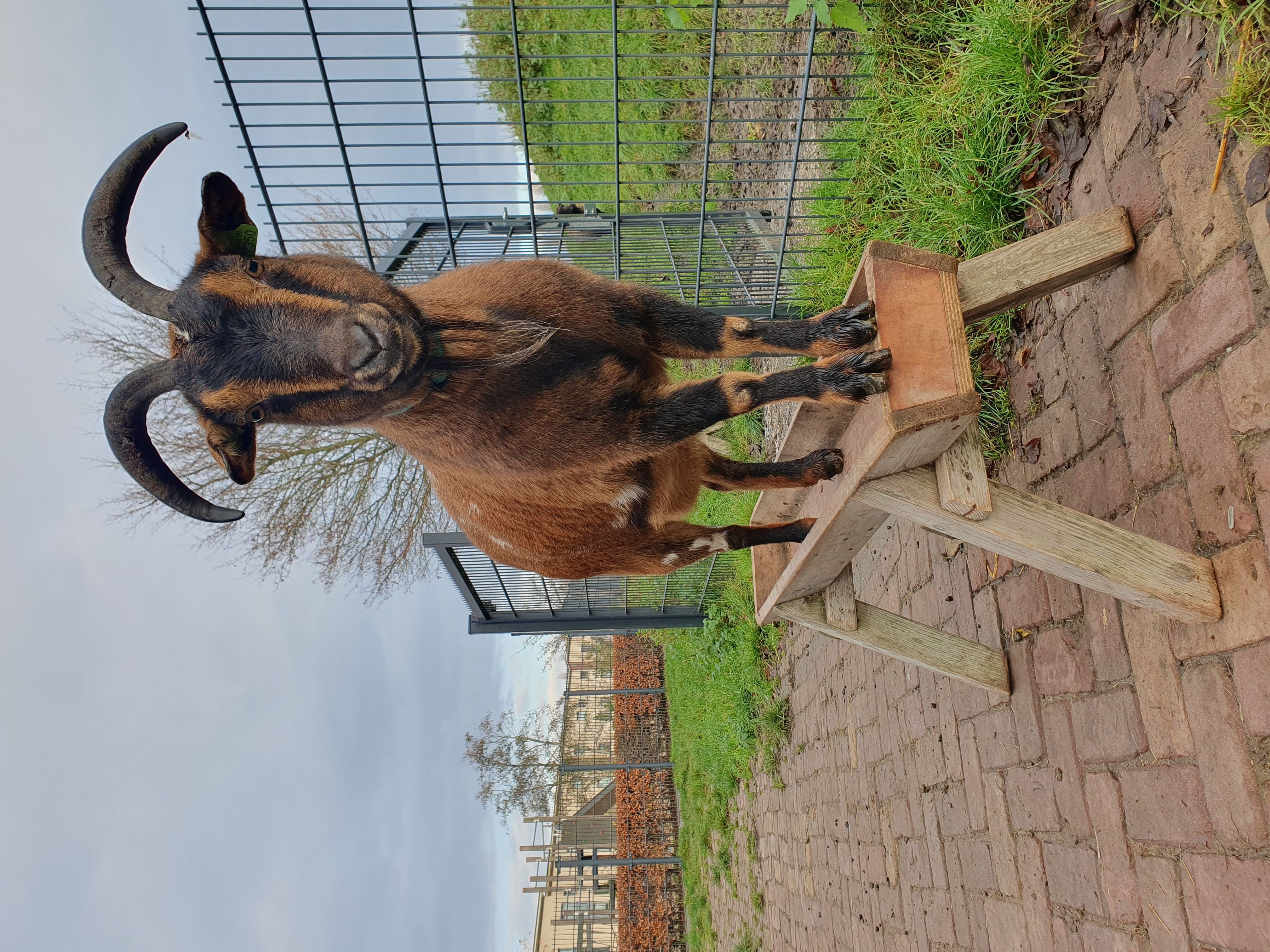 Penningmeester, cijferheld voor onze dierenweide