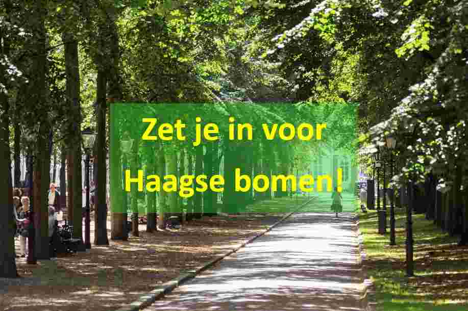 Word vrijwilliger bij de Bomenstichting Den Haag!