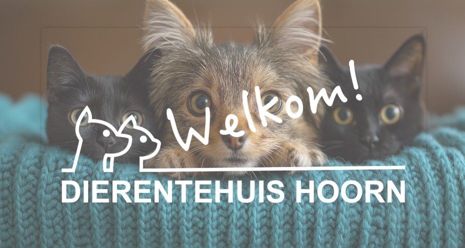 Vrijwilliger bij de katten