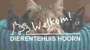 Vrijwilliger bij de katten