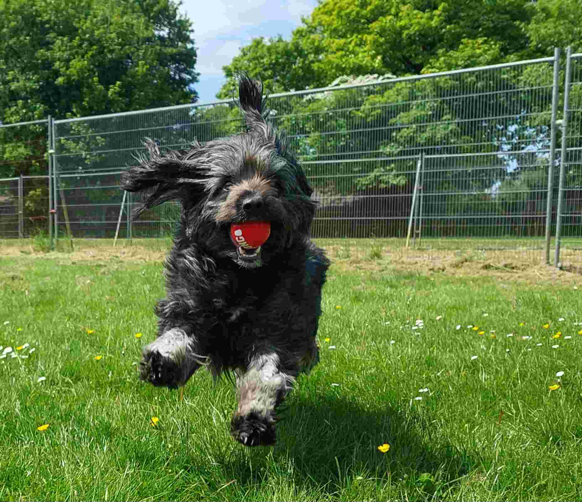 Creative/Copywriting Volunteer