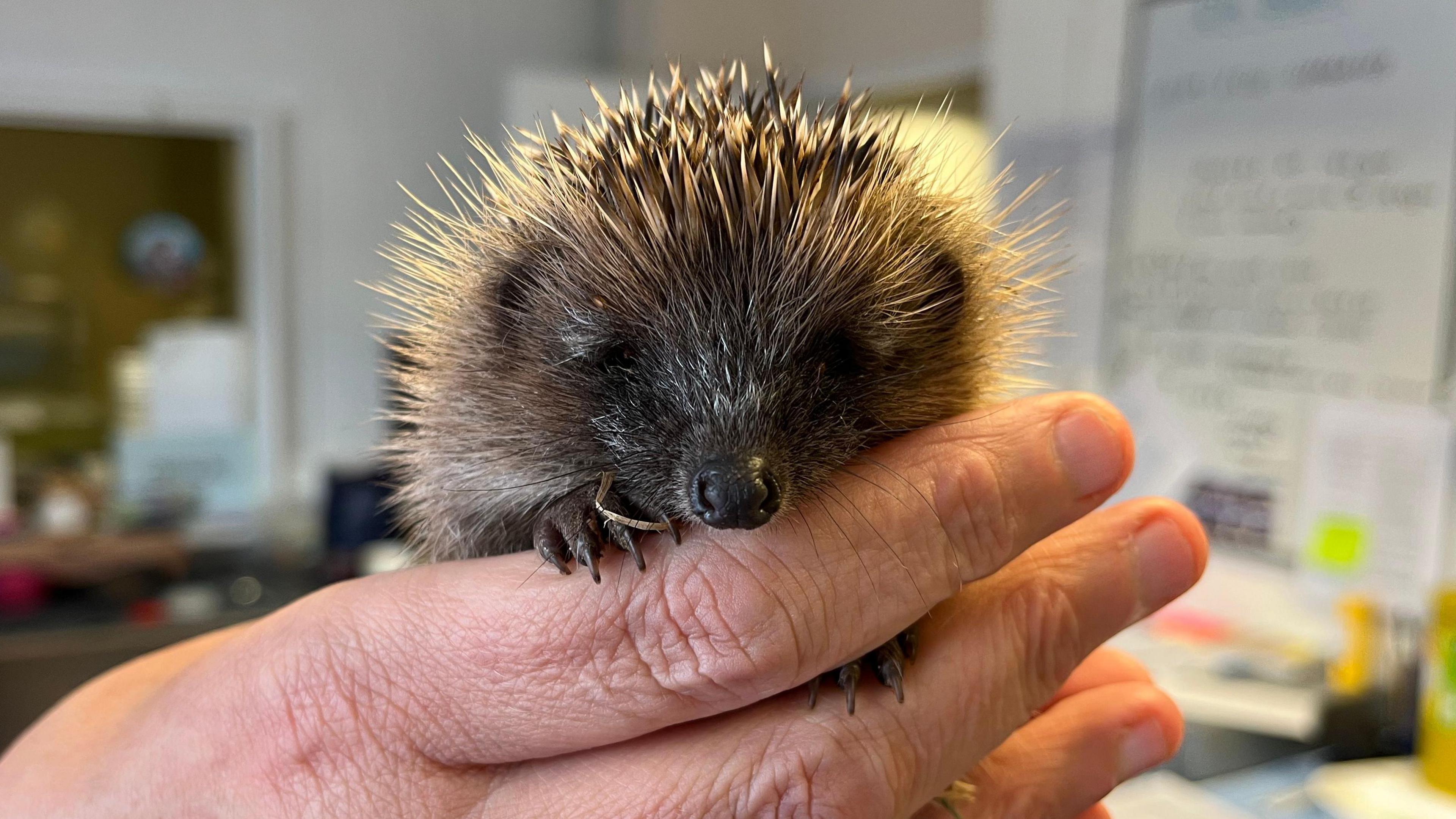 Volunteers to help care for wild hedgehogs