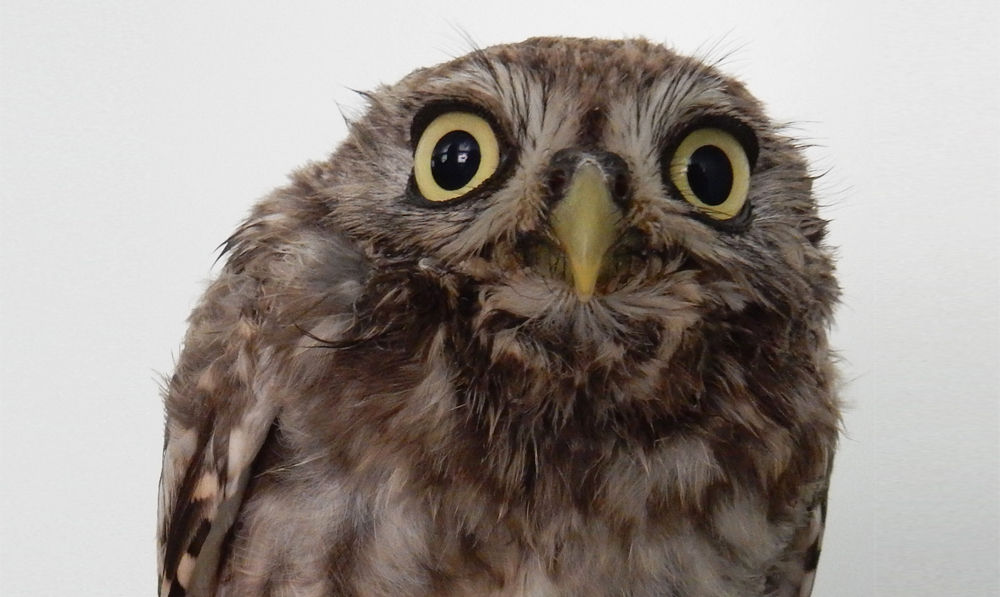 Penningmeester , inwerkperiode 2026